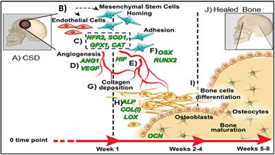 Revolutionizing bone regeneration: advanced biomaterials for healing compromised bone defects